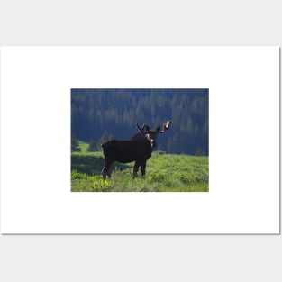 Young Moose Bull Posters and Art